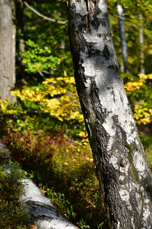 2018-10 Prague/Sächsische Schweiz/DSC_5760.JPG